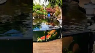 Big Glass Window Koi Pond Design 😳😍 #watergarden #koipond #gardenscapes #koifish #watergarden