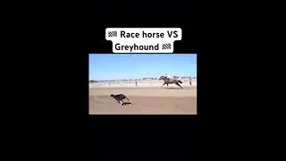 Who wins Race horse VS Greyhound dog part 4 #Shorts #FYP #GoViral #Saluki