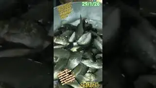 all types size fish available all over India supply whole sell price all my friend #youtube #video