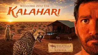 Invasion de suricates dans les toilettes au Bagatelle Kalahari game ranch - NAMIBIA 2020