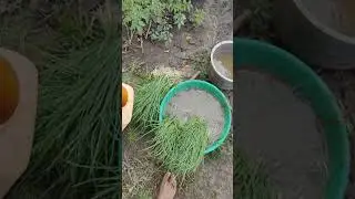 Aaj khet me pyaaj ka ropa lagaya #viral #nechar #khetibadi 