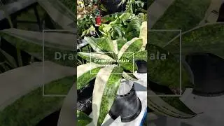 В Таиланде обнаружен совершенно новый сорт драцены с пестрой окраской &mdash; подробности в описании!