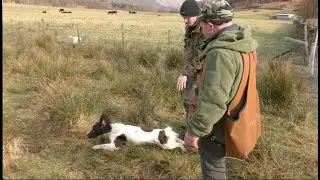Training in the rabbit pen - Chris & Copper