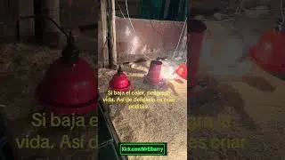 La temperatura perfecta&rdquo;  #AgroTips #CrianzaDePollos #GranjaEducativa #ChickZone #HeatLampLife