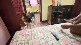 Rocky found a new thing to destroy 😁 #germanshepherd #funnyanimals #gsd #dogs #funnydogs