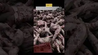 Part-8: 70K Romans VS 1 Million Zombies | First Contact! ⚔️💥