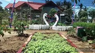 Kebun Toga Di Jaga Angsa