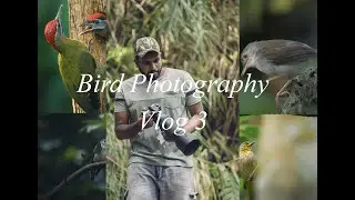 Birding experience at Sungai Congkak Hulu Langat | bird photography | Wildlife photography with Sub