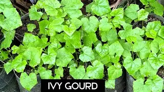 How to plant ivy gourd from seed
