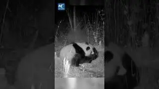 Rare footage of wild giant pandas mating captured in NW China