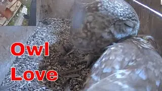 🦉💕 Little Owl Pair Courts Inside Their Nest Box