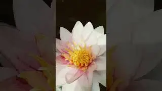 #ninfea