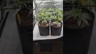 Blue Zushi & Lemon Cherry Gelato Grow Day 21 SCROG🌱🔥 |  #420Community #GrowShorts