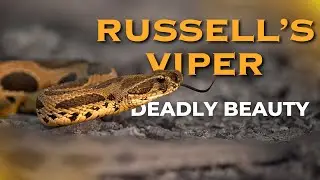 Russell&rsquo;s Viper | India&rsquo;s Deadliest Snake | Wildlife Encounter & Real Footage