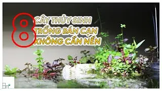 8 D&ograve;ng C&acirc;y Thủy Sinh Chơi B&aacute;n Cạn Kh&ocirc;ng Cần Trồng Đất Nền | 8m2