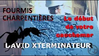 Fourmis Charpentières: Le salon de la dame complètement détruit par une colonie!