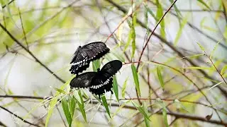 Common Mormon Butterflies in Courtship Dance 🌬️#Butterfly #NatureVideo #SlowMotion