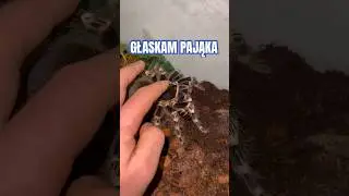 PAJĄKI TEŻ MOŻNA GŁASKAĆ?! 😳 #shorts