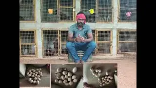 கோழிகுஞ்சுகள் இறப்பு #roosterfarm #roostr @TN31DANGERASEELS 