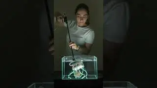 This device grips jellyfish