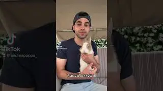 Seguitemi anche su &iuml;g andrea_pappa 💙 #coniglio #coniglionano #rabbit #conigli #animal #animals