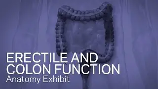 Normal Erectile and Colon Function - Medical Animation