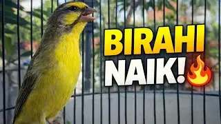 Mozambik Auto Naik Birahi! Dipancing 5 Menit Langsung Nyaut 🔥