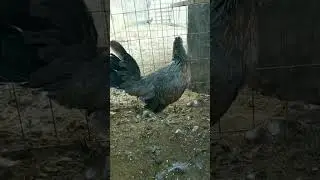Gallino Giro,Gr Hennie #backyard #rooster #roosterfarm #parati #chicken #fypシ #foryou
