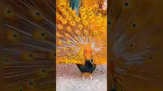 O PAV&Atilde;O &Eacute; UMA DAS AVES MAIS BELAS DO NOSSO BRASIL.. VOC&Ecirc; CONCORDA?  #aves #pav&atilde;o #animais #bicho