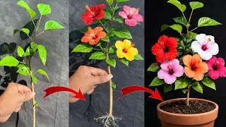 How to propagate hibiscus plant from cuttings|Growing Hibiscus from Cuttings| | Grow hibiscus