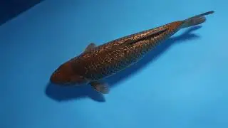 Samudra Koifarm - Ginrin Caramel - 45cm - MVI 3490