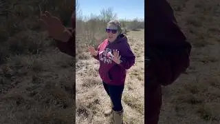 How to live trap bobcats