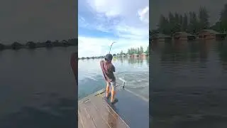 Big fishs catch video|rodfishing #fishing #rodfishing #hookfishing #riverfishing #shorts #catching