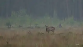 Ree&euml;n Strabrechtse Heide 4K