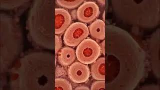 This molecule made 60-year-old cells act like they're 30 again 😳