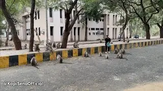 Feeding Food To Monkeys (Kapi Sena)🐵🐒 