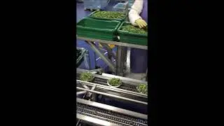 Vegetables Weighing With Yamato Scale TSDW Machine