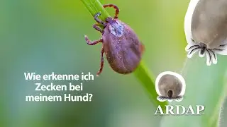 Zecken beim Hund erkennen &ndash; nach dem Spaziergang richtig absuchen!