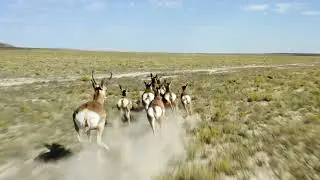 🦌Echoes of the Wild: Piano Composition Capturing Pronghorn in Motion by Matteo Passarelli