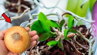 Simple method! Just onions! Anyone can revive a wilted orchid quickly