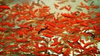Beautiful Gold Fish Swimming In Aquarium-HD(2017)