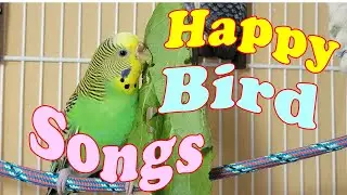5 Hr Happy Parakeets Eating Singing Playing, Budgies Chirping  Reduce Stress of lonely Bird Videos