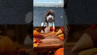 Happy thanksgiving #shortvideo #puppy #petsrule #shortsfeed #thanksgiving #holladay