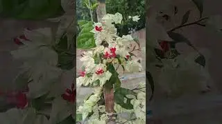 Beautiful Flower Close-Ups // #shorts #viral