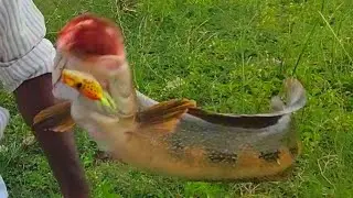 Amazing Murrel Fishing|Big Snakehead Fishing |  Frog Fishing | Fishing vlog