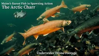 Underwater Drone Footage Maine Arctic Charr Spawning
