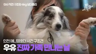 인천 애니멀 호더 사건 구조견 우유 '진짜 가족 만나는 날'