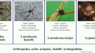 Arthropodes, ordre araign&eacute;e, famille Actinopodidae tayshaneta genre duplex pluto champs rufus murs