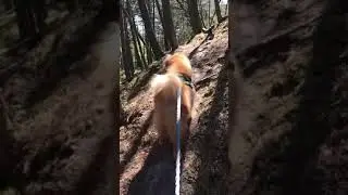 Eurasier - (RICO) - hike in the woods