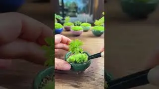 👍Moss Bonsai  Moss Micro Landscape bonsai art😊苔藓微景观《nana》 works welcome to subscribe #shorts 变废为宝